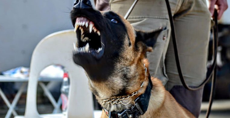 Tactical K9 Services